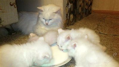 Лот: 1819510. Фото: 1. Лучший подарок котята белые и... Кошки, котята