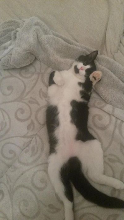 Лот: 6313525. Фото: 1. котенок ищет добрых хозяев. Кошки, котята