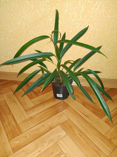 Лот: 25676141. Фото: 1. Фикус Али. Горшечные растения и комнатные цветы