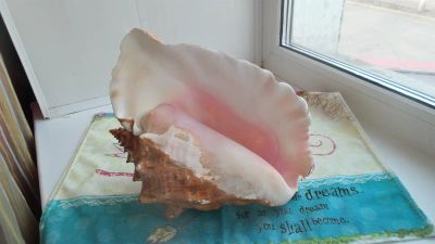 Лот: 3873324. Фото: 1. Ракушка большая. Грунты, украшения, наполнения