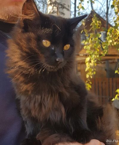 Лот: 18206345. Фото: 1. Котики. Кошки, котята