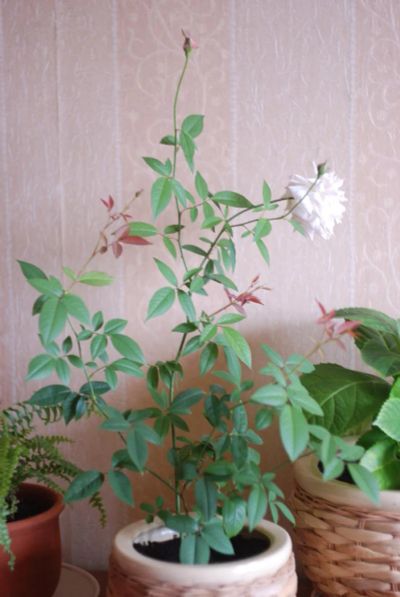 Лот: 4373047. Фото: 1. Роза комнатная, нежно-розовая. Горшечные растения и комнатные цветы