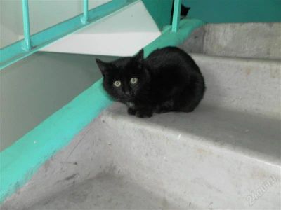 Лот: 1267950. Фото: 1. Очень красивые черные кошечки... Кошки, котята