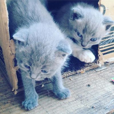 Лот: 10121457. Фото: 1. Котята красивые, потомки русской... Кошки, котята
