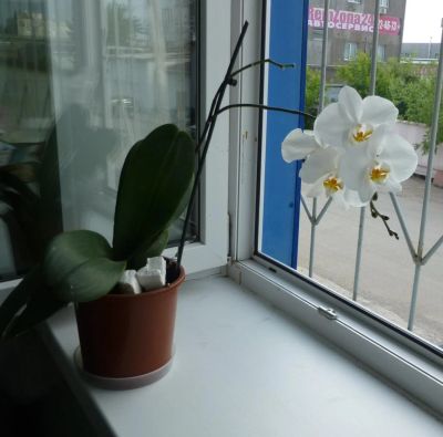 Лот: 6733342. Фото: 1. фаленопсис белый..сейчас не цветет. Горшечные растения и комнатные цветы