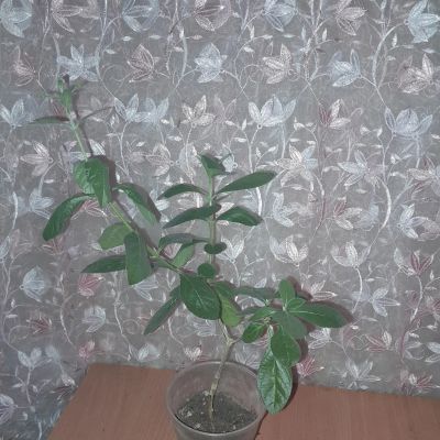 Лот: 24675062. Фото: 1. клеродендрум угандийский, голубые... Горшечные растения и комнатные цветы
