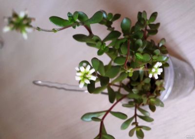 Лот: 11633770. Фото: 1. Крассула radicans (суккулент). Горшечные растения и комнатные цветы
