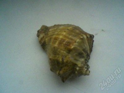 Лот: 2338135. Фото: 1. ракушка. Аксессуары