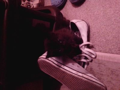 Лот: 4439815. Фото: 1. Котенок. Кошки, котята