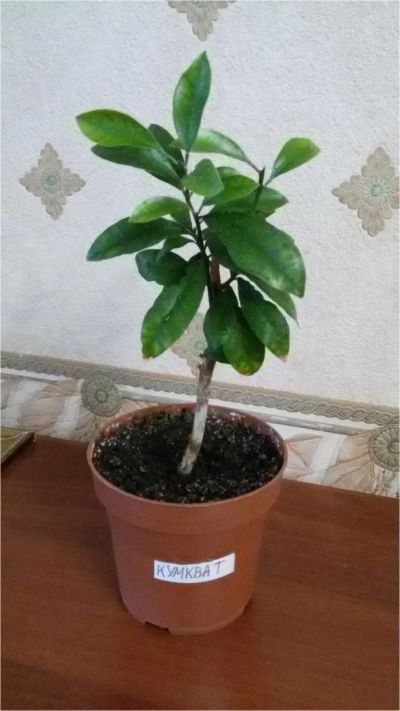 Лот: 11338601. Фото: 1. Кумкват. Горшечные растения и комнатные цветы