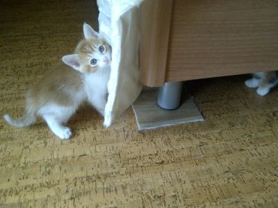 Лот: 5382349. Фото: 1. Отдам котят в хорошие руки. Кошки, котята