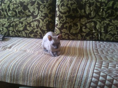 Лот: 5150171. Фото: 1. кошка сфинкс. Кошки, котята