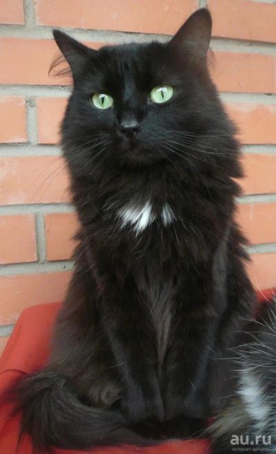 Лот: 3803547. Фото: 1. Красотка Шерри :). Кошки, котята