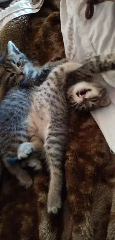 Лот: 16284974. Фото: 1. Котята британцы. Кошки, котята