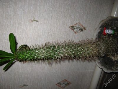 Лот: 2697372. Фото: 1. Кактус. Горшечные растения и комнатные цветы