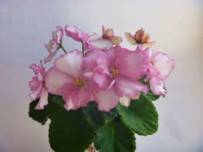 Лот: 10448797. Фото: 1. Сортовая фиалка Optimara Little... Горшечные растения и комнатные цветы