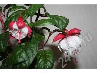 Лот: 379808. Фото: 1. фуксия 10.. Горшечные растения и комнатные цветы