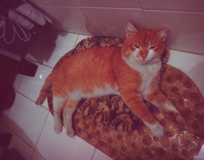 Лот: 12973050. Фото: 1. Рыжий молодой кот - пристройка... Кошки, котята