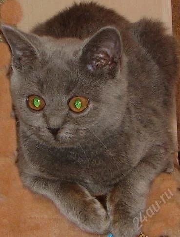 Лот: 1430942. Фото: 1. Кошечка британка. Кошки, котята