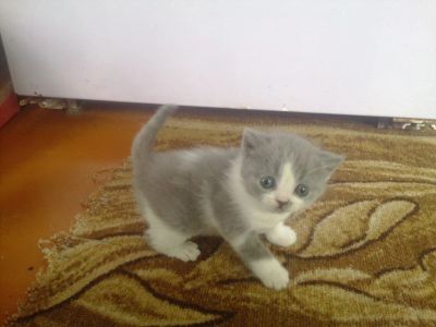 Лот: 5675656. Фото: 1. Шотландские прямоухие котята. Кошки, котята