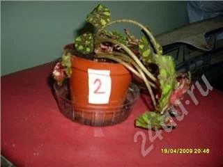 Лот: 45769. Фото: 1. Бегония тигровая - Begonia tiger... Красноярск