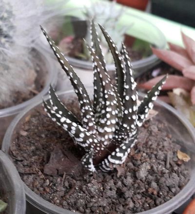 Лот: 7600076. Фото: 1. Хавортия (Haworthia) fasciata... Горшечные растения и комнатные цветы