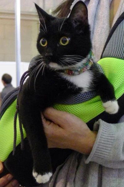 Лот: 3222747. Фото: 1. Кошечка Цыпа!. Кошки, котята