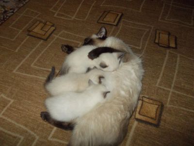 Лот: 5468705. Фото: 1. Продам сиамских котят. Кошки, котята