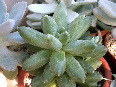 Лот: 7778804. Фото: 1. Пахифитум компактный (Pachyphytum... Горшечные растения и комнатные цветы