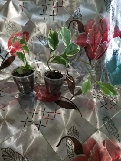 Лот: 17764861. Фото: 1. Бугенвиллия вариегата. Горшечные растения и комнатные цветы