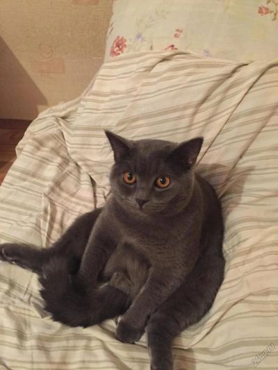 Лот: 6662036. Фото: 1. Кот.Британец. Кошки, котята