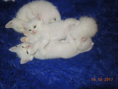 Лот: 10477074. Фото: 1. Милые котята. Кошки, котята