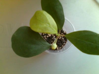 Лот: 3550552. Фото: 1. Фикус дельтовидный. Горшечные растения и комнатные цветы