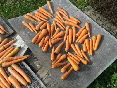 Лот: 14950940. Фото: 1. Морковь. 40 руб. за 1 кг. Овощи, фрукты, зелень