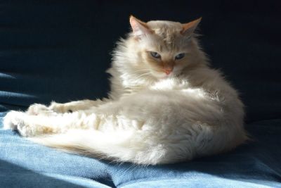 Лот: 13116956. Фото: 1. Кот. Кошки, котята