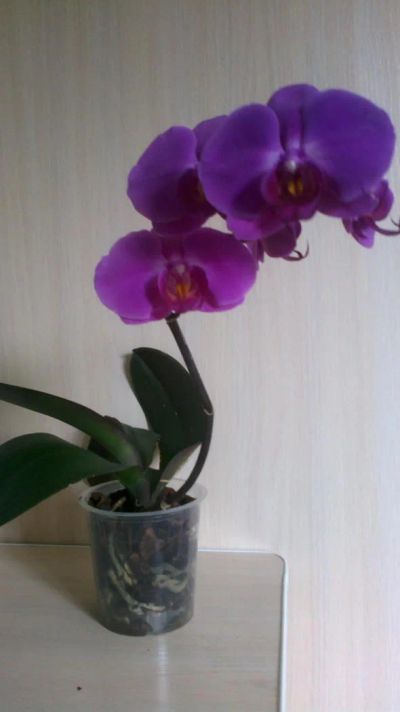 Лот: 7549488. Фото: 1. Орхидея фаленопсис. Горшечные растения и комнатные цветы