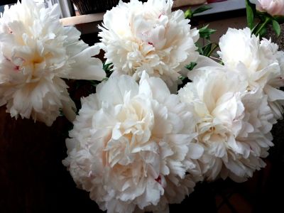Лот: 16150206. Фото: 1. Куплю пионы срезанные. Садовые цветы