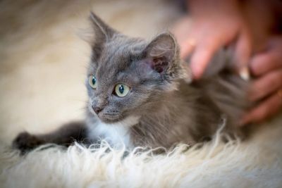 Лот: 8107577. Фото: 1. Котенок. Кошки, котята