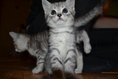 Лот: 5961801. Фото: 1. Котята от прямоухой шотландки. Кошки, котята