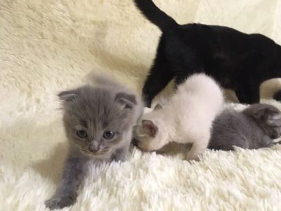 Лот: 11782525. Фото: 1. Шотландские вислоухие детки. Кошки, котята