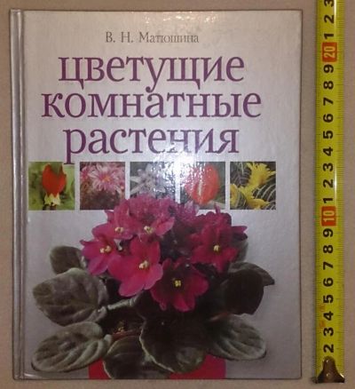 Лот: 7148753. Фото: 1. Цветущие комнатные растения. Сад, огород, цветы