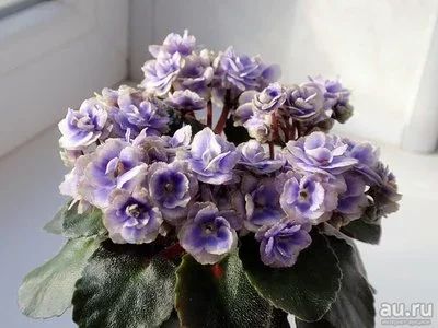 Лот: 10076895. Фото: 1. Сортовая мини фиалка Persian Lace... Горшечные растения и комнатные цветы