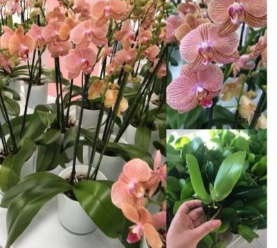 Лот: 16551805. Фото: 1. Орхидея Фаленопсис сорт Mimi/3... Горшечные растения и комнатные цветы