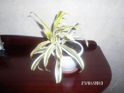 Лот: 2102004. Фото: 1. Драцена 4. Горшечные растения и комнатные цветы