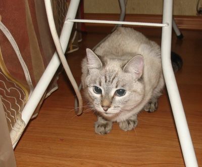 Лот: 6917298. Фото: 1. Кошка. Кошки, котята