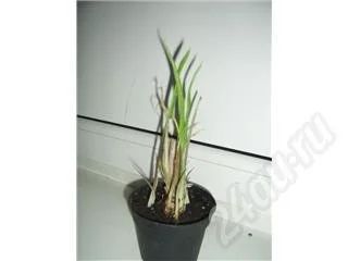 Лот: 567054. Фото: 1. калла.. Горшечные растения и комнатные цветы