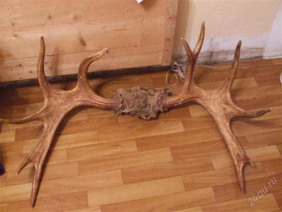 Лот: 1651800. Фото: 1. Рога лося! красивой формы!. Сувенирные мелочи
