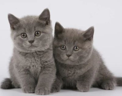 Лот: 5041073. Фото: 1. Продаются Шотланские прямоухие... Кошки, котята