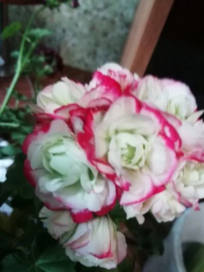 Лот: 12446895. Фото: 1. Пеларгония Apple Blossom rosebud. Горшечные растения и комнатные цветы