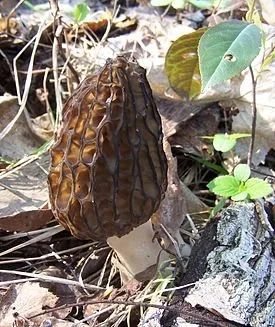 Лот: 16150177. Фото: 1. грибы сморчки отварные. Грибы